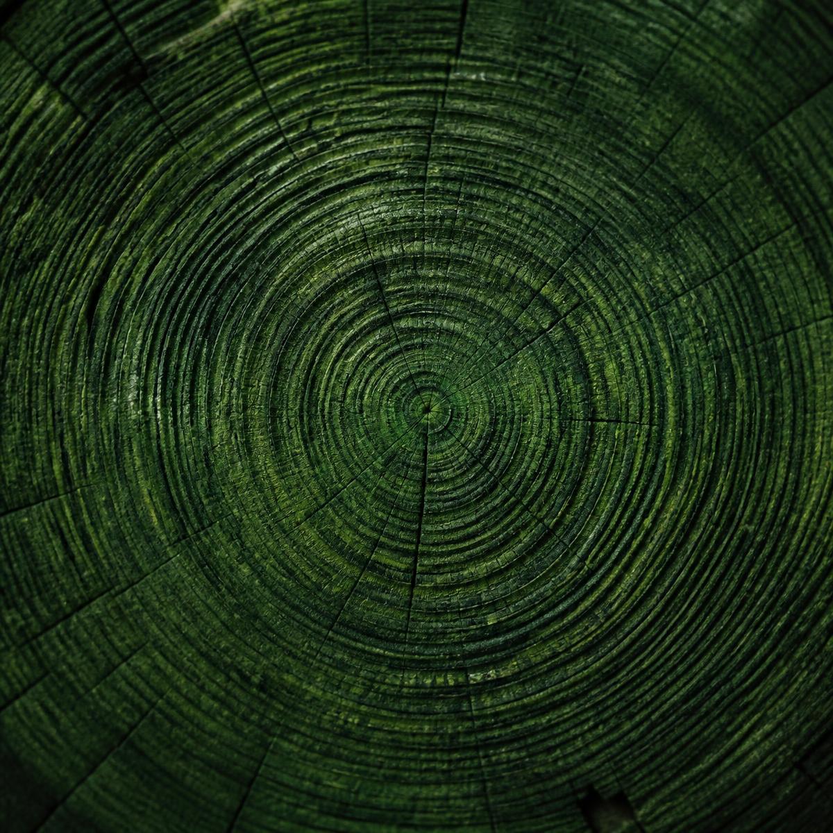 Concentric green tree rings representing lasting community